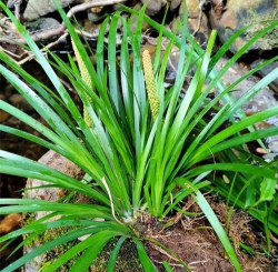小众送妈妈的花有哪些花