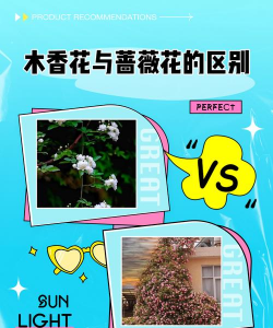 木香花和蔷薇花的区别