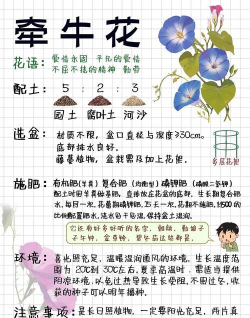 小众送妈妈的花有哪些花