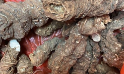 云南重楼与华重楼的区别