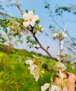青龙湖花有哪些