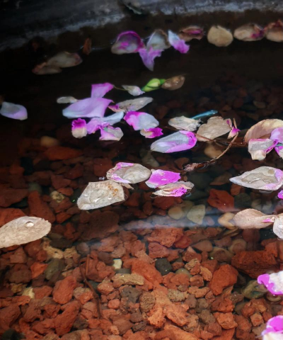 小众送妈妈的花有哪些花