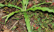 小众送妈妈的花有哪些花