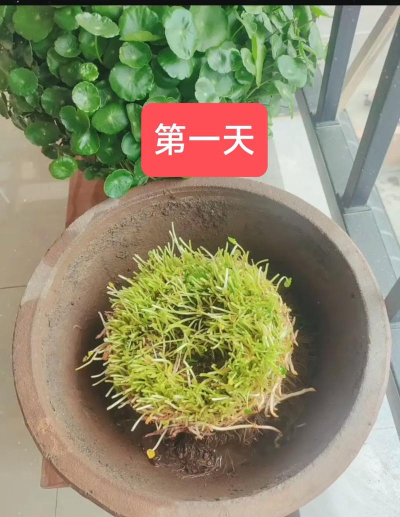 小众送妈妈的花有哪些花