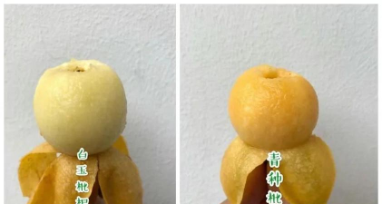 白玉枇杷和青种枇杷的区别