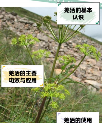 怎么种植羌活