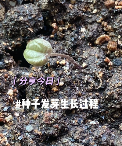 小众送妈妈的花有哪些花