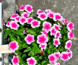 小众送妈妈的花有哪些花