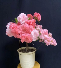 小众送妈妈的花有哪些花