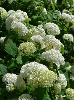 荚蒾和绣球的区别