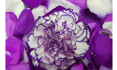 小众送妈妈的花有哪些花