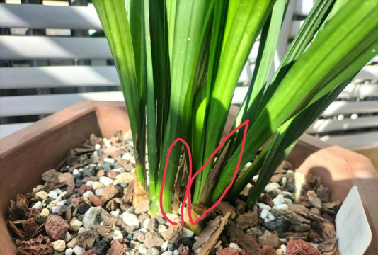 小众送妈妈的花有哪些花