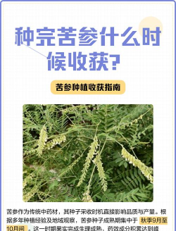怎么种植苦参