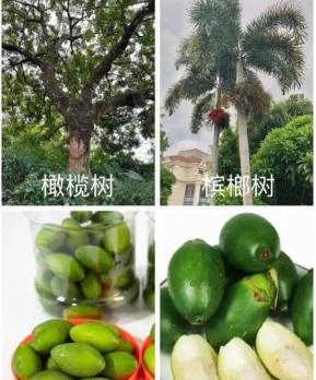 小众送妈妈的花有哪些花