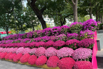 小众送妈妈的花有哪些花