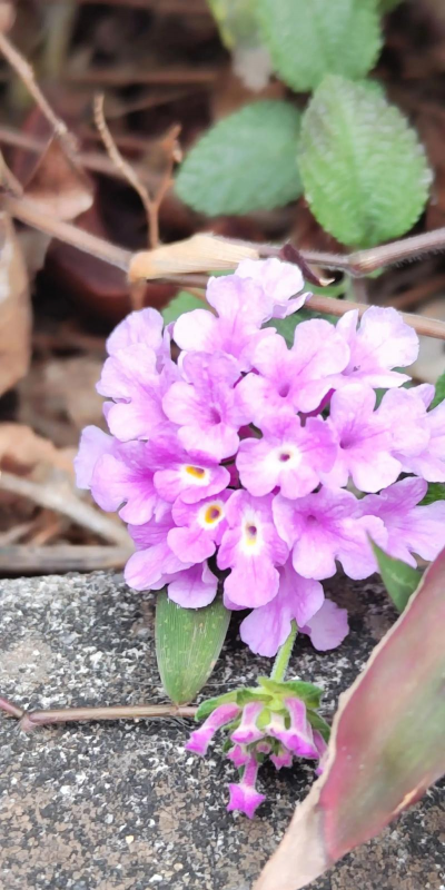 蔓马缨丹和马樱丹的区别