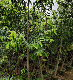 小众送妈妈的花有哪些花