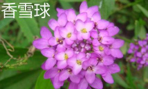 小众送妈妈的花有哪些花