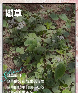 缬草怎么种植