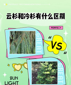 冷杉和云杉的区别
