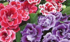 小众送妈妈的花有哪些花