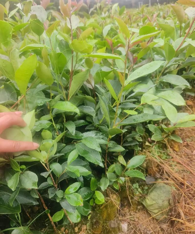 小众送妈妈的花有哪些花