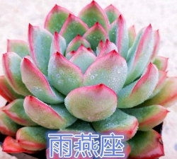 小众送妈妈的花有哪些花