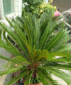 小众送妈妈的花有哪些花