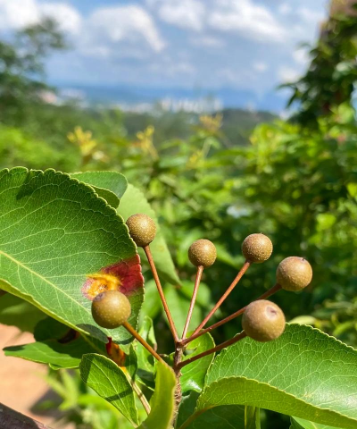 小众送妈妈的花有哪些花