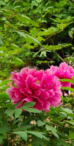 小众送妈妈的花有哪些花