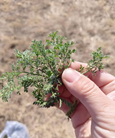 小众送妈妈的花有哪些花