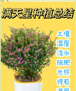 小众送妈妈的花有哪些花