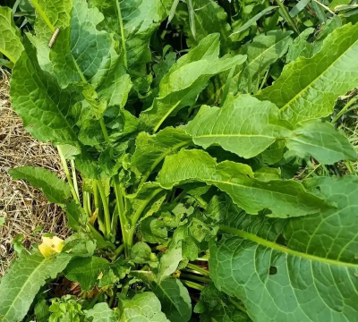 小众送妈妈的花有哪些花