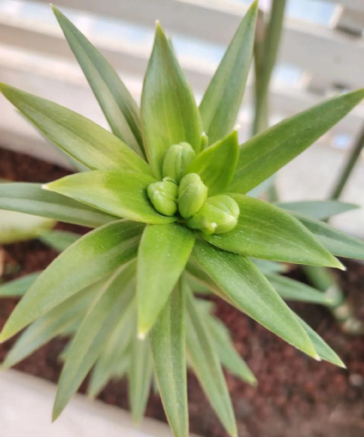 小众送妈妈的花有哪些花