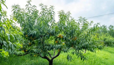 黄桃产地在哪里