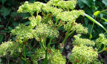 小众送妈妈的花有哪些花