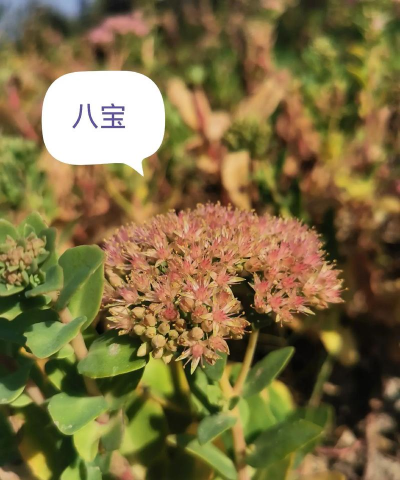 八宝景天和景天三七的区别