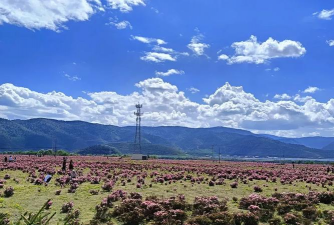 小中甸有哪些花