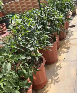 小众送妈妈的花有哪些花