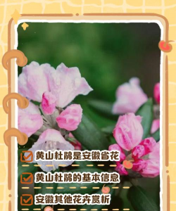 小众送妈妈的花有哪些花