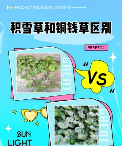 如何辨别积雪草