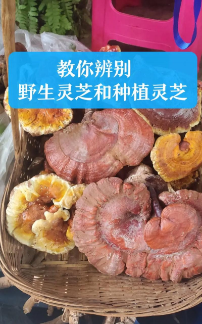 野生灵芝和养殖灵芝的区别