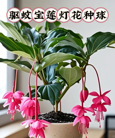 小众送妈妈的花有哪些花