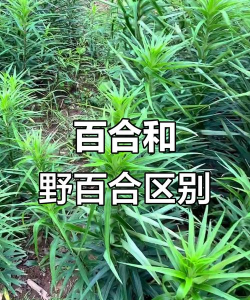 野百合和百合的区别