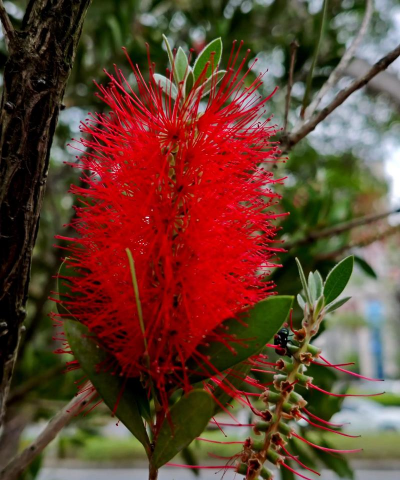 红千层与串钱柳的区别