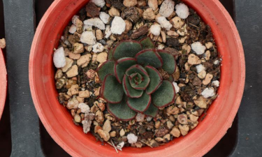 小众送妈妈的花有哪些花