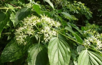 小众送妈妈的花有哪些花