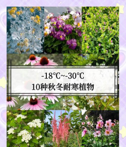 小众送妈妈的花有哪些花