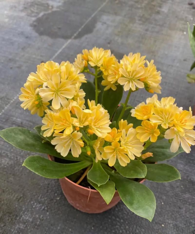 小众送妈妈的花有哪些花