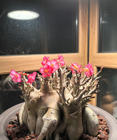 小众送妈妈的花有哪些花